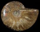 Flashy Red Iridescent Ammonite - Wide #52324-1